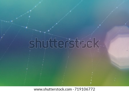 Similar – Image, Stock Photo Many small glowing raindrops on the branches of a conifer