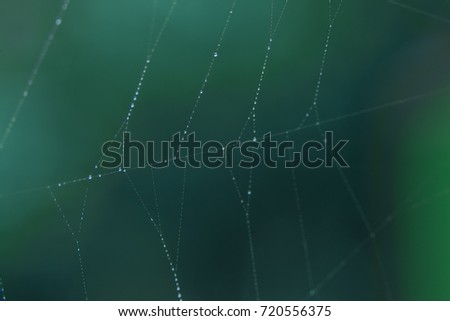 Similar – Image, Stock Photo Many small glowing raindrops on the branches of a conifer