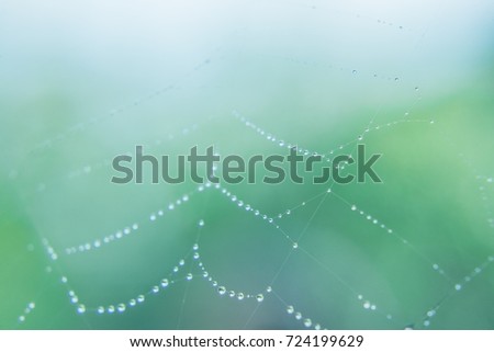 Similar – Image, Stock Photo Many small glowing raindrops on the branches of a conifer