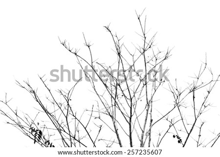 Detailed tree branches (black and white) .