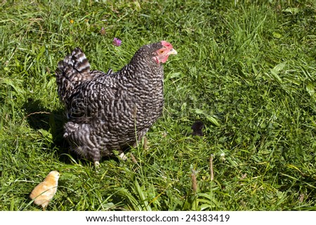 hen and two little chicks in green grass