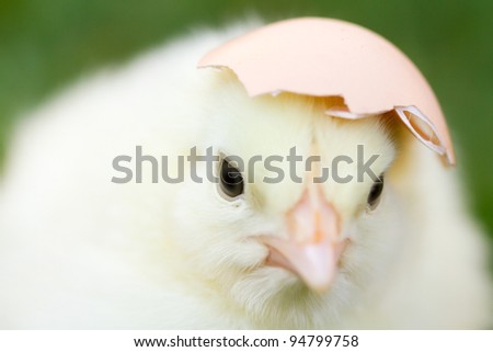 Little yellow easter chick with egg shell on head