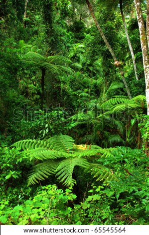 jungle with tree ferns near Kuranda, North Queensland, Australia