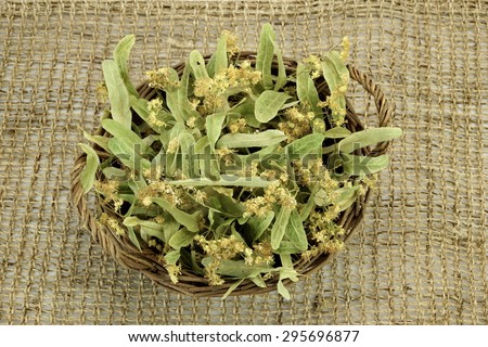 Close-up Of Basket With  Eastern Europe Linden Tree Leafs, Blossom And Fruits Isolated On White Background. Ingredient For Traditional Caffeine-free Green Tee Named As Tilleul