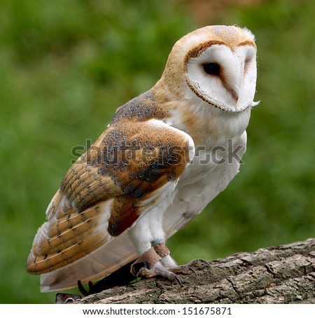 Barn Owl portrait