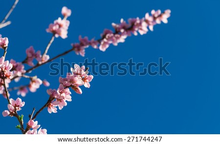 Peach blossom, blue sky