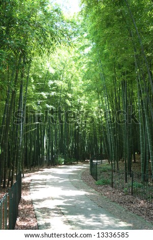 secret path in bamboo forest