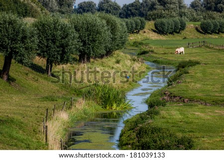 A peace full creek between a row of willows and a green in Spijkenisse, The Netherlands