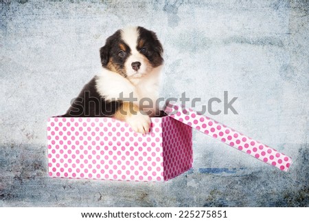 Little puppy in a gift box