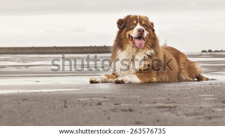 An elegant Australian Shepherd dog lying in the sand of a beach.