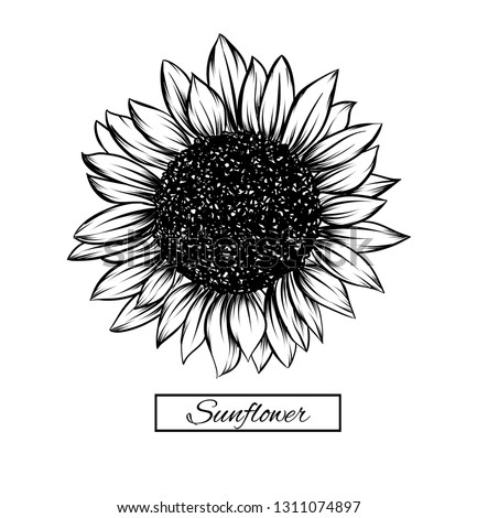 Sunflower isolated on white background. Antique engraving drawing illustration of big flower.Vector, illustration and clip art on white backgrounds.Idea for business visit card, typography vector,prin