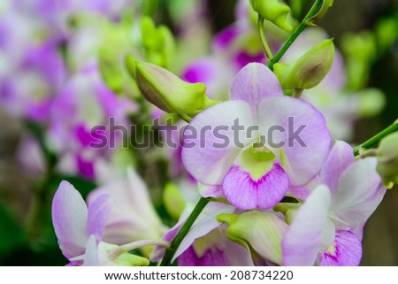 ORCHID SPECIES  DENDROBIUM PLANT IN THE ORCHID GARDEN
