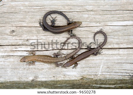 Three lizards, tails a ring, lay on wood