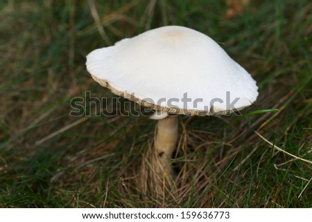 Mushroom popping up in lawn