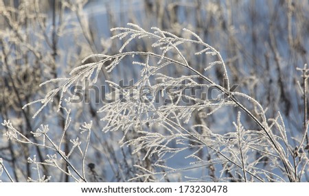 Hoar frost covered plants