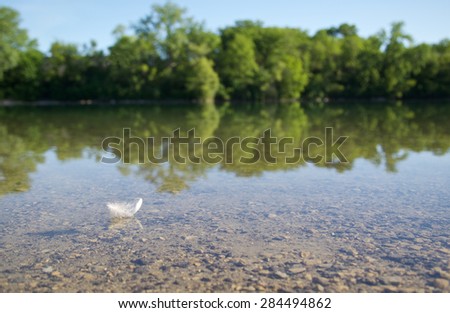 Small white feather floating on calm water