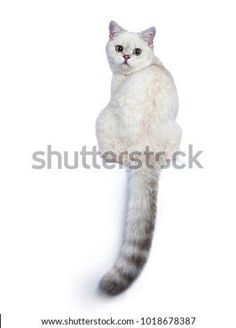 Shutterstock Puzzlepix