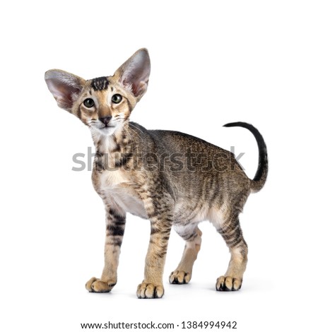 Shutterstock Puzzlepix