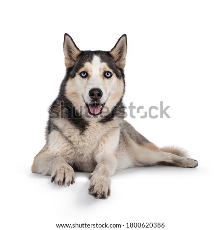 Similar – Image, Stock Photo Husky sledding over a frozen lake at sunset