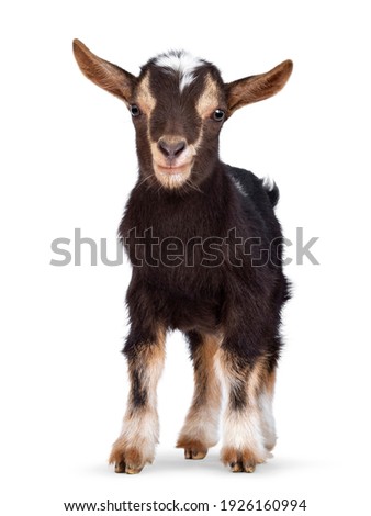 Similar – Image, Stock Photo Young goat Goats Animal