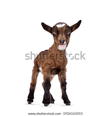 Similar – Image, Stock Photo Young goat Goats Animal