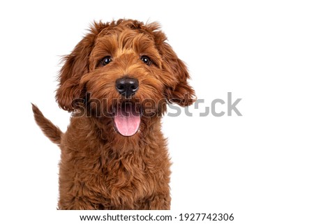 Funny head shot of cute red Cobberdog puppy, standing facing front. Looking curious towards camera. Isolated on white background. Tongue out.