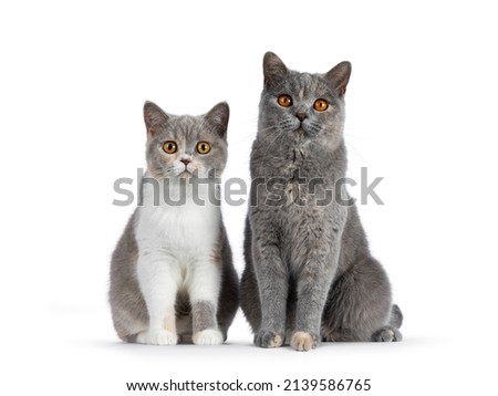 Similar – Image, Stock Photo two cats sitting on wall, facing each other and arguing