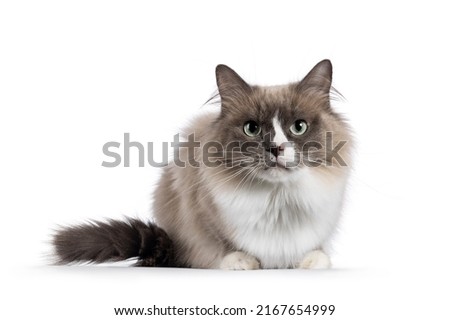 Beautiful adult mink Ragdoll cat, laying doen facing front. Looking straight in lense with mesmerising aqua greenish eyes. Isolated on a white background. Stockfoto © 