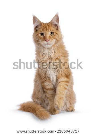 Similar – Image, Stock Photo cute ginger maine coon kitten portrait