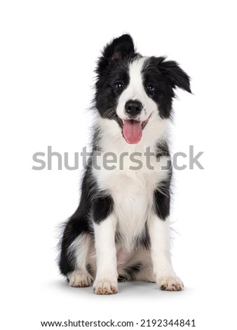 Similar – Image, Stock Photo Border collie puppy with blue eyes