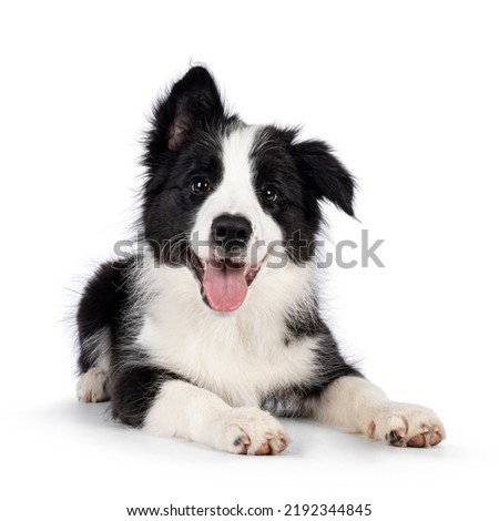 Similar – Image, Stock Photo Border collie puppy with blue eyes