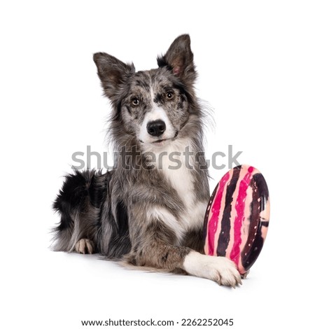 Similar – Image, Stock Photo White sheepdog with frisbee