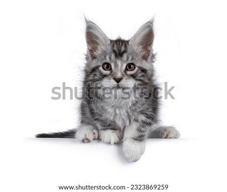 Similar – Image, Stock Photo Maine Coon cat jumps