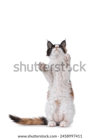 Image, Stock Photo Maine Coon cat jumps