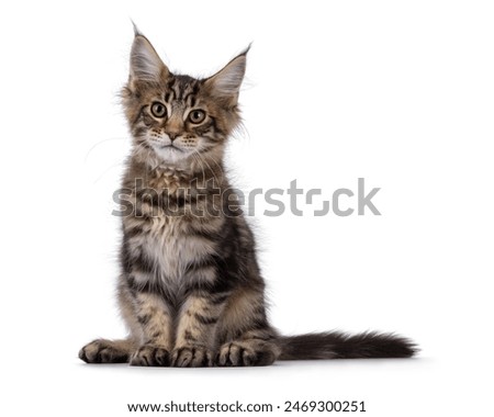 Similar – Image, Stock Photo Maine Coon cat with fluffy tail in sunlight outside on the lawn