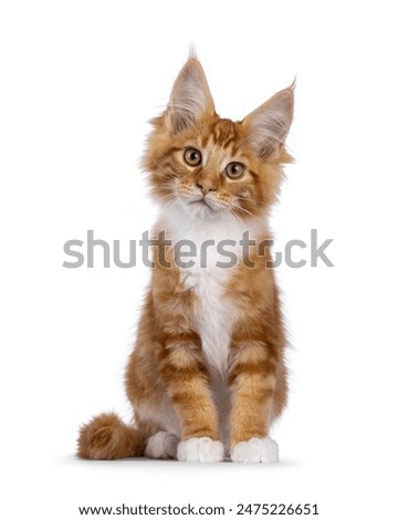 Similar – Image, Stock Photo Curiously, the Maine Coon cat peers over the edge of the sofa. Fotoline certainly doesn’t notice that she has snuck up and is about to chase her feet. Or maybe she does?