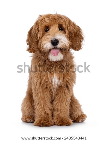 Similar – Image, Stock Photo Dog Portrait