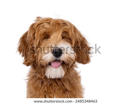 Similar – Image, Stock Photo Funny dog sitting on floor