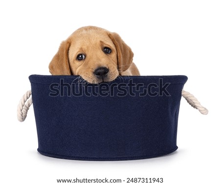 Similar – Image, Stock Photo Cute dog sitting in room