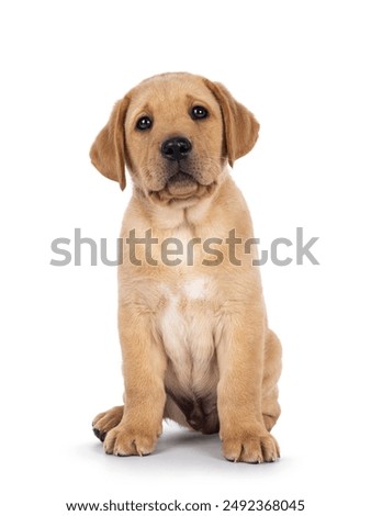 Similar – Image, Stock Photo Cute dog sitting in room