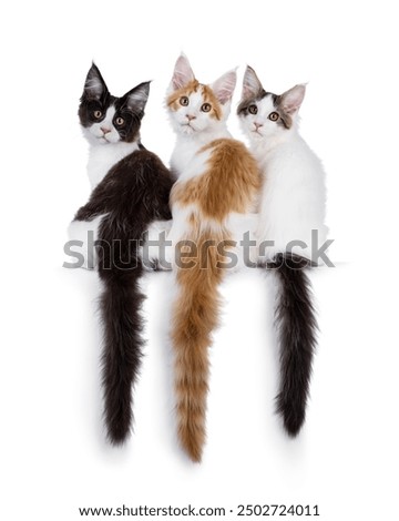 Similar – Image, Stock Photo Maine Coon cat, looking up at the sky out in nature