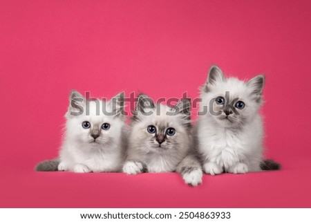 Similar – Image, Stock Photo three curious kittens side by side inside of cat pet cave