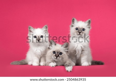 Similar – Image, Stock Photo three curious kittens side by side inside of cat pet cave