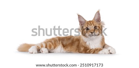 Similar – Image, Stock Photo Curiously, the Maine Coon cat peers over the edge of the sofa. Fotoline certainly doesn’t notice that she has snuck up and is about to chase her feet. Or maybe she does?