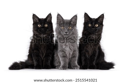 Similar – Image, Stock Photo three curious kittens side by side inside of cat pet cave