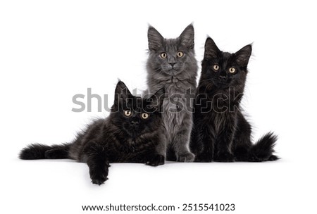 Similar – Image, Stock Photo three curious kittens side by side inside of cat pet cave