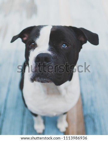 Free Photos American Bulldog Puppy Looking Up At A White Background