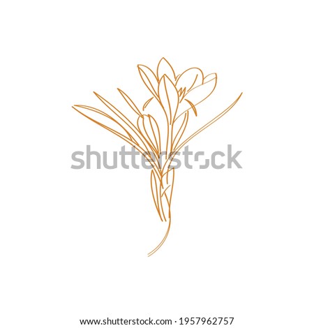 Saffron crocus flower or Botanica crocus vector pastel. Can be used for cards, invitations, banners, posters, print design