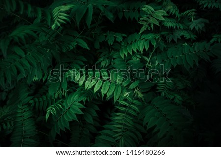 Similar – Image, Stock Photo Green leaves, negative space