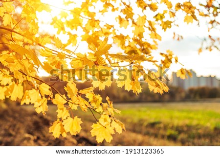 Yellow maple leaves during autumn season with warm sunlight from behind.  Fall park on blurry background. Beautiful nature scene, Canada Day concept.